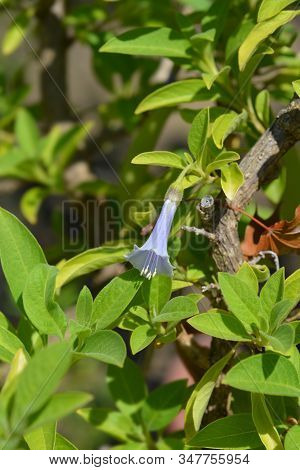 Blue Angels Trumpet - Latin Name - Iochroma Australis