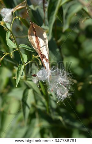 White Swallow-wort Seed Pod - Latin Name - Vincetoxicum Hirundinaria