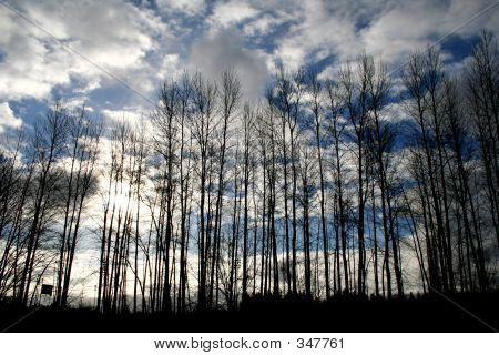 Winterturnsbright