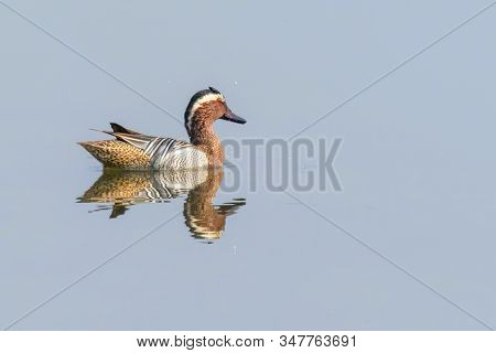 Garganey Duck On Water (anas Querquedula) Garganey Male Wildlife