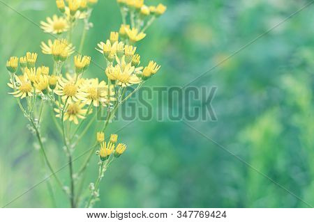 Senecio Hydrophilus Nutt. Wild Yellow Flowers,  Blooming Weed Plant In Summer Garden