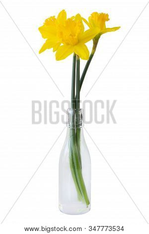 A Bouquet Of Yellow Narcissus (daffodil, Narcissus, Amaryllidaceae) In A Glass Vase, Isolated On Whi