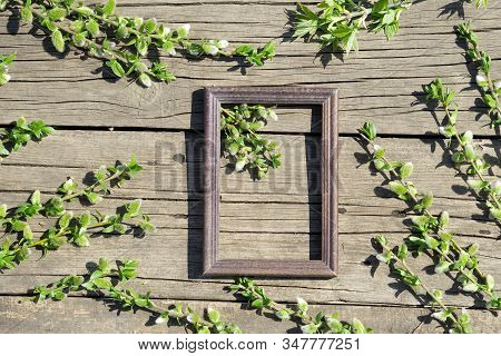Creative Top View Willow Tree Blooming Flowers Brunch And Frame On Rustic Wooden Background With Cop