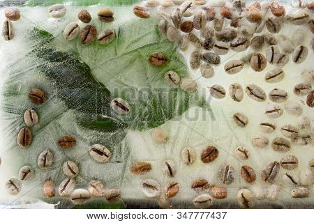 Background Of  Green Leaves Of Coffee  And Green Coffee Beans    In Ice   Cube With Air Bubbles. Fla