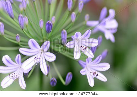 Agapanthus kukkia.