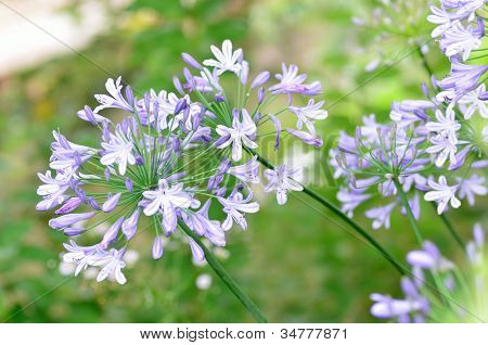 Agapanthus kukkia.