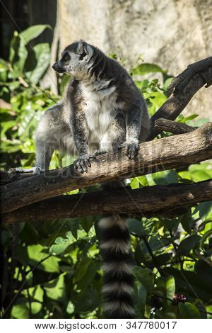 Lemur : Lemuriformes / Lemur Are On The Tree