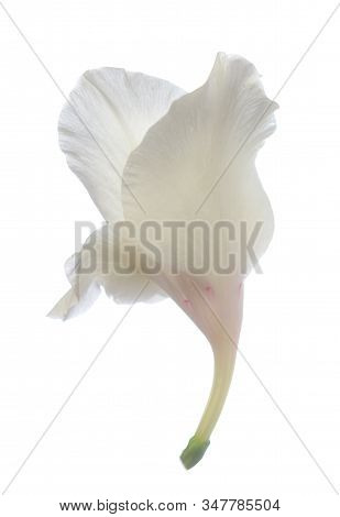 Single White Gladiolus Flower Isolated On White Background