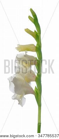 White Gladiolus Flower Isolated On White Background