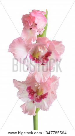 Pink  Gladiolus Flower Isolated On White Background