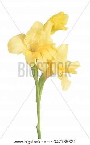 Yellow Gladiolus Flower Isolated On White Background