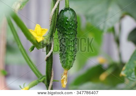 Сucumber On A Plant Growing In Open Ground In The Rain.
Cold Rainy Weather, Vegetables Having Not En