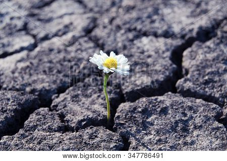 Flower Has Grown In Arid Cracked Barren Soil