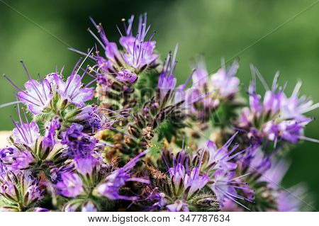 Lacy Phacelia Or Phacelia Tanacetifolia Flower In Field. This Plant Is Grown As A Cover Crop And Bee