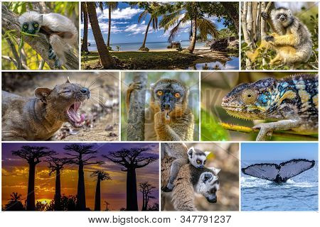 Nature,scenery,wildlife Animals Of Madagascar  - Collage Set