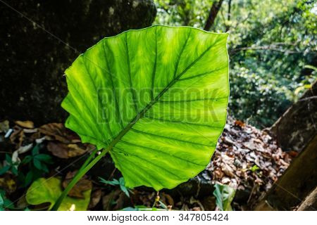 green alocasia odora leaf in the outdoor of city