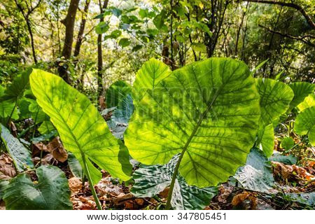 green alocasia odora leaf in the outdoor of city