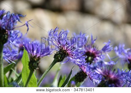 Garden With A Very Pretty Blue Bachelor Button Flower.