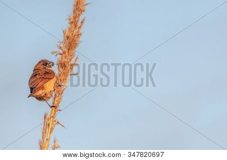 Scaly Breasted Munia In Dim Light On A Plant