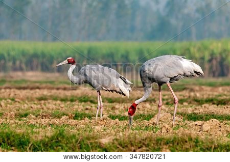 A Couple Of Sarus Crane Picking Up Food In The Field