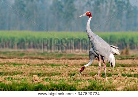 A Couple Of Sarus Crane Picking Up Food In The Field