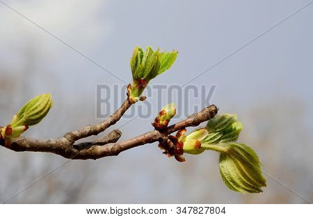 The Open Leaves Of The Chestnut Tree In Early Spring, A Symbol Of The Coming Spring And Easter. Clos