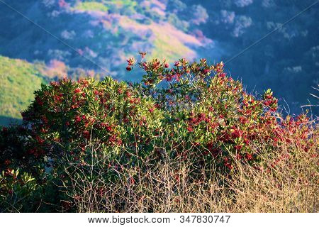 Toyon Christmas Berry Plant Which Is A Native Chaparral Shrub Taken In The Rural Whittier Hills, Ca