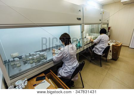 Scientists Works In A Laminar Box. Preparation Of Micro Plants For Cloning In Vitro