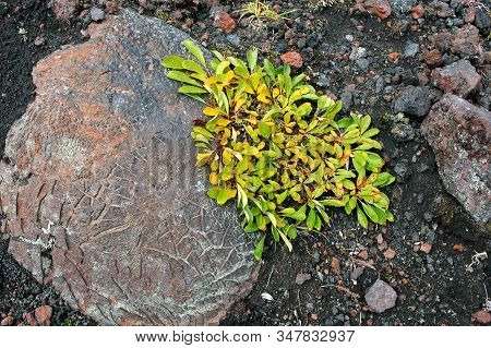 Salix Arctica, The Arctic Willow, Is A Tiny Creeping Willow. It Is Adapted To Survive In Arctic Cond
