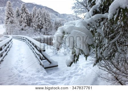 Zelenci Springs Nature Reserve Near Kranjska Gora, Slovenia In Winter. Sunny Morning With Fresh Snow