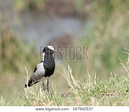 Closeup of a Blacksmith Plover, (Vanellus armatus) 