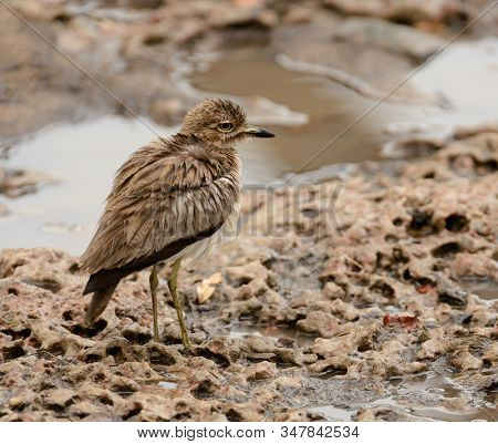 Water thick-knee or water dikkop (Burhinus vermiculatus) iduring the rain in the Serengeti