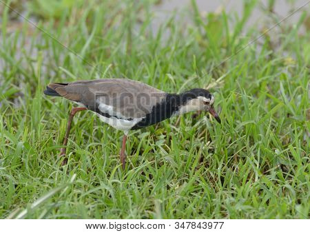 Long-toed plover (Vanellus crassirostris) searching for food