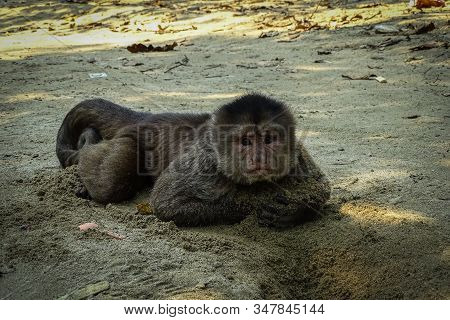 Adult Male Capuchin Monkey Lying On The Beach And Playing With Sand. Misahualli, Ecuadorian Amazon.