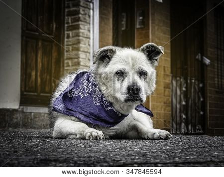 Old Street Dog, Average Size Posing On A Porch