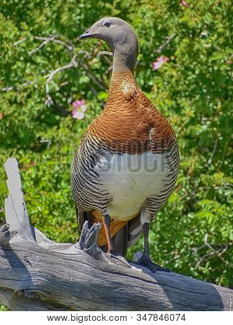 Royal Cauquen Satanding On A Dried Trunk. Native Bird From South America, Also Called Cauquen Gray H