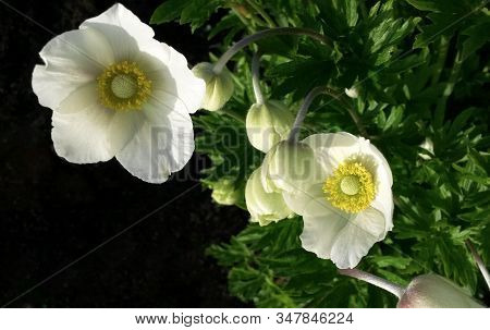 Anemone Coronaria  L. White Anemones Flowers On Dark Background