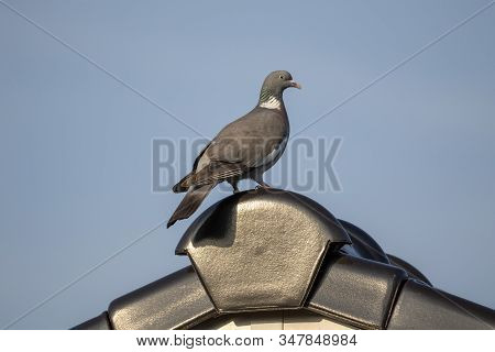 A Portrait Of A Pidgeon At The Very Top Of The Ridge Of A Roof. The Rood, Where The Bird Is Sitting 
