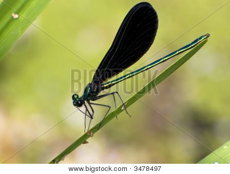 Mannelijke Ebony Jewelwing (koperen Maculata)