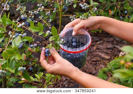Manual Harvesting Of Ripening Fruit Into Plastic Containers. Blueberry Plantation (highbush).
