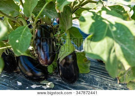 Fresh Grown Organic Black Eggplant Or Aubergine Or Brinjal Plant Fruits And Leaves On Black Plastic 