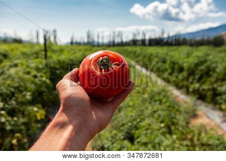 Farmer Hand Showing Tomato Fruit With Radial Crack And Circles Around The Top Crack, Selective Focus
