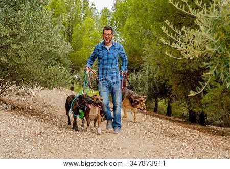 Professional Dog Walker Or Pet Sitter Walking A Pack Of Cute Different Breed And Rescue Dogs On Leas