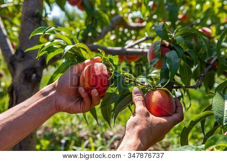 Man Hands Hold Two Peaches Fruits On The Peach Tree Branch, With Orchard Trees Under Sunlight Backgr
