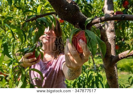Unrecognizable Caucasian Young Woman Standing Behind The Tree Branch Picking A Ripe Fresh Peach Frui
