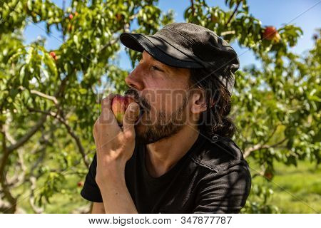 Selective Focus Shot Of A Caucasian Man Wearing A Black Hat, He Is Eating A Ripe And Fresh Nectarine