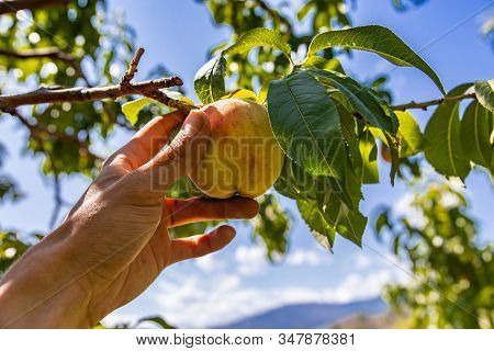 Low Angle, Selective Focus And Close Up View Of Hand Holding Unripe Yellow Peach Fruit On The Tree B