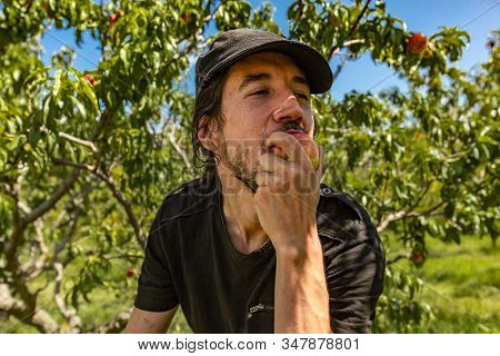Selective Focus Shot Of A Caucasian Man Eating A Ripe And Fresh Nectarine Peach With Orchard Trees I