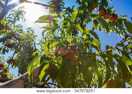Selective Focus And Close Up Shot Of A Hand With Tattooed Arms Picking A Ripe Peach Fruit From The T