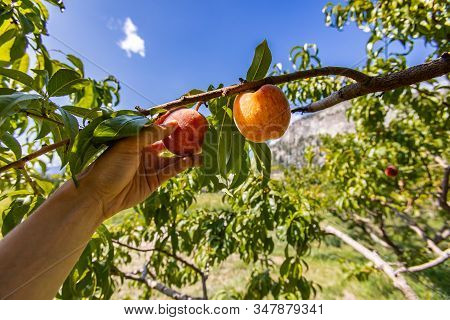 Two Peaches Fruits On The Tree Branch. Hand Picking One Peach Fruit In Selective Focus View With Orc
